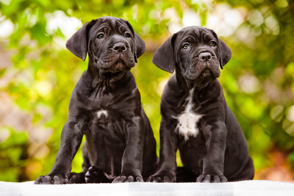 Cane Corso Italiano Welpen