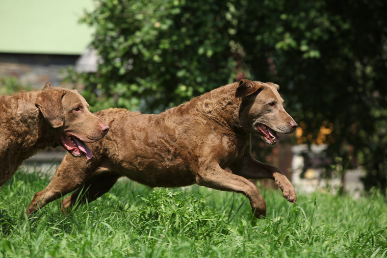 Chesapeake_Bay_Retriever_in_Bewegung