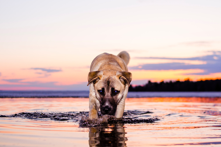 Chinook_Bewegung