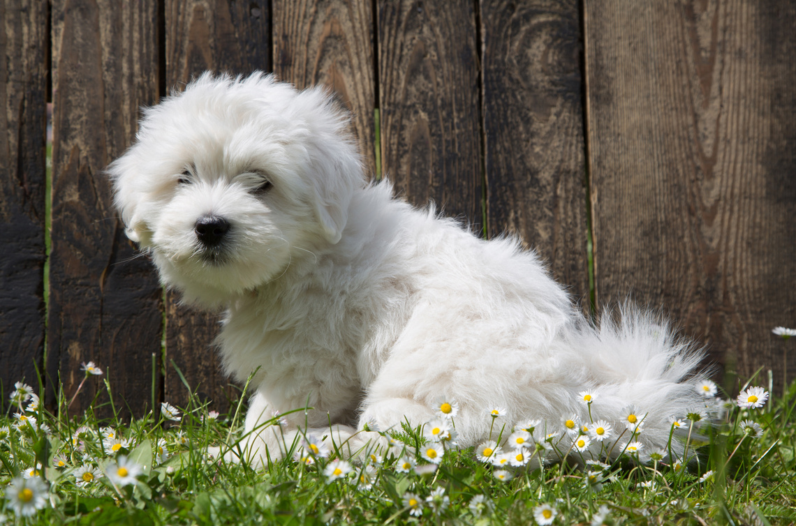 Coton_de_Tulear_Welpe