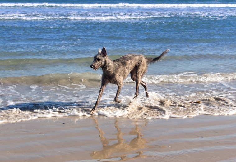 Deerhound_in_Bewegung