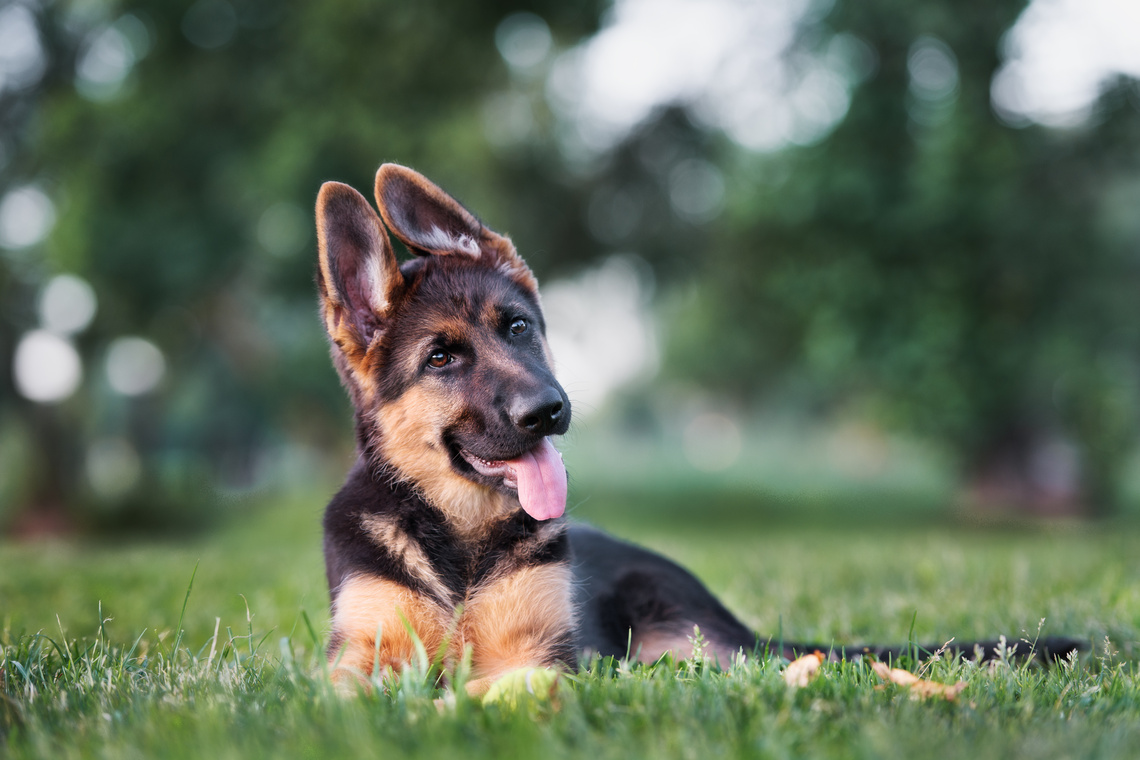 Deutscher Schäferhund Welpe