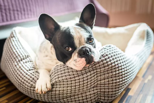 Französische Bulldogge – die Anhängliche