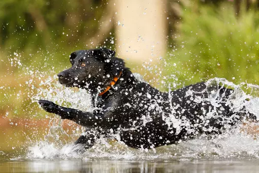 Labrador  – der Fordernde