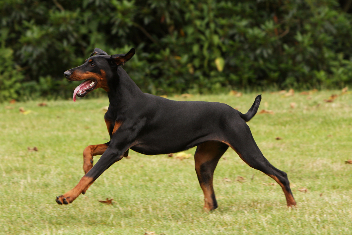 Dobermann Seitenportrait