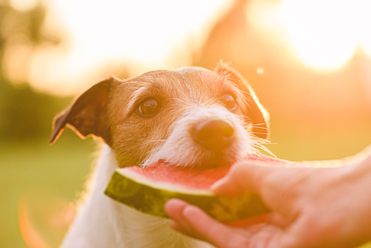 Dürfen Hunde Wassermelone essen?