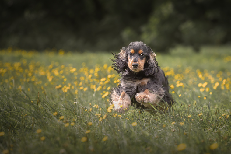 English_Cocker_Spaniel_in_Bewegung