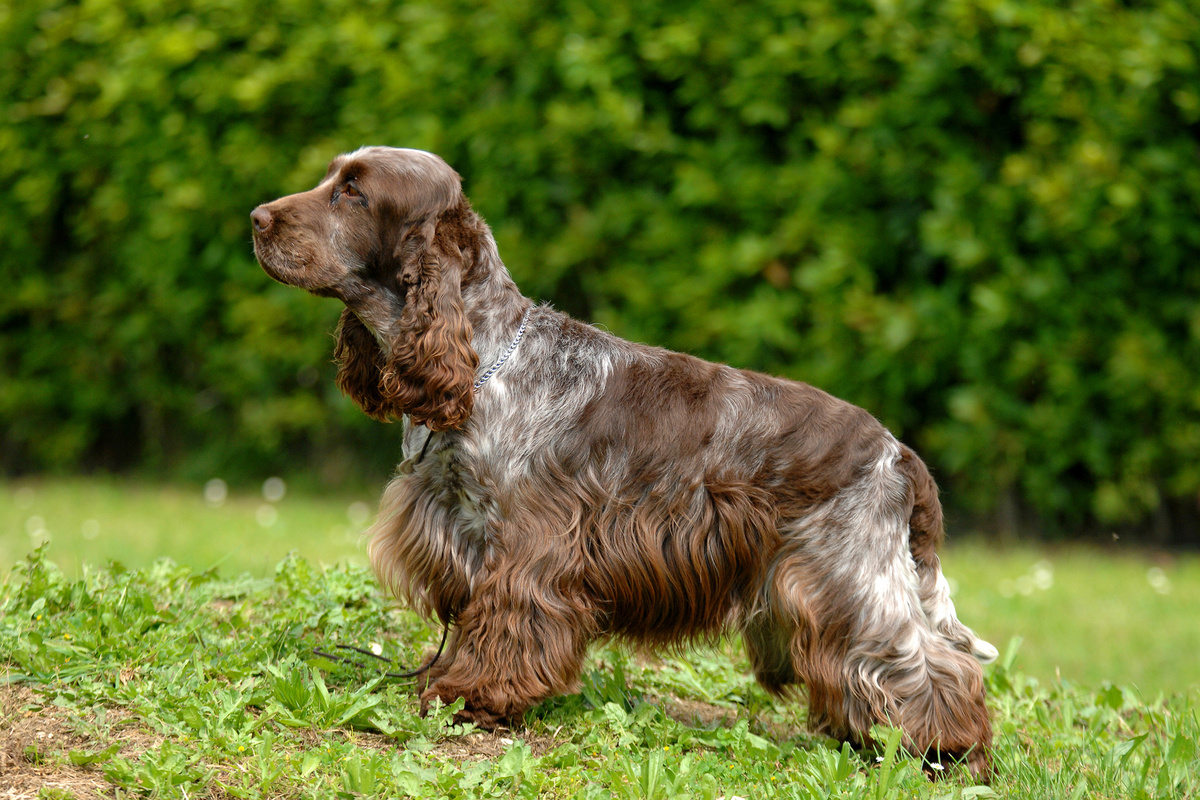 English_Cocker_Spaniel_Portrait