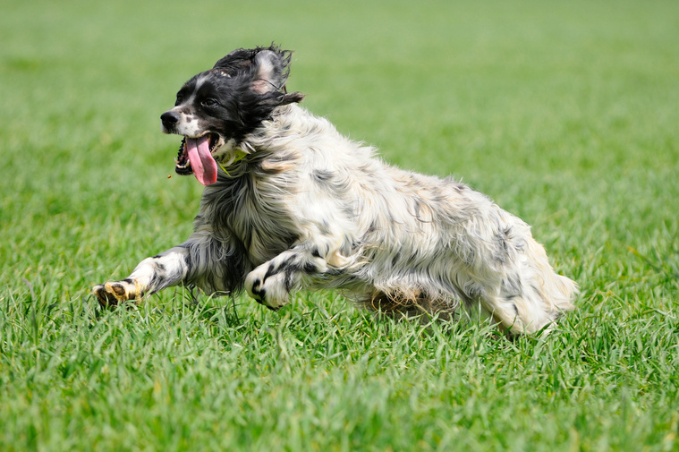 English_Setter_Bewegung