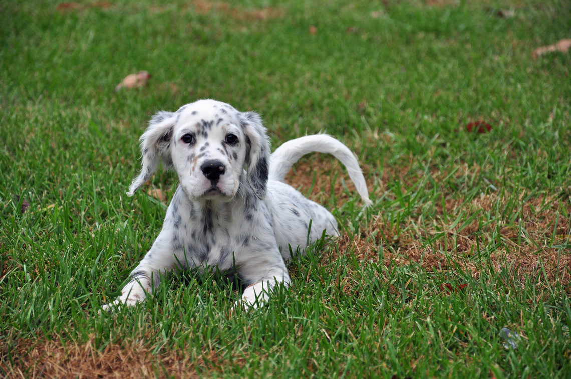 English_Setter_Welpe