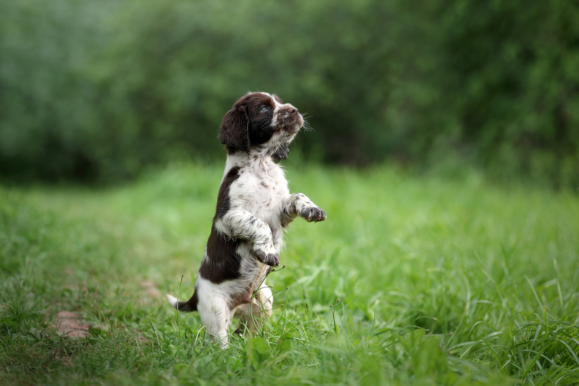 English_Springer_Spaniel_Welpe