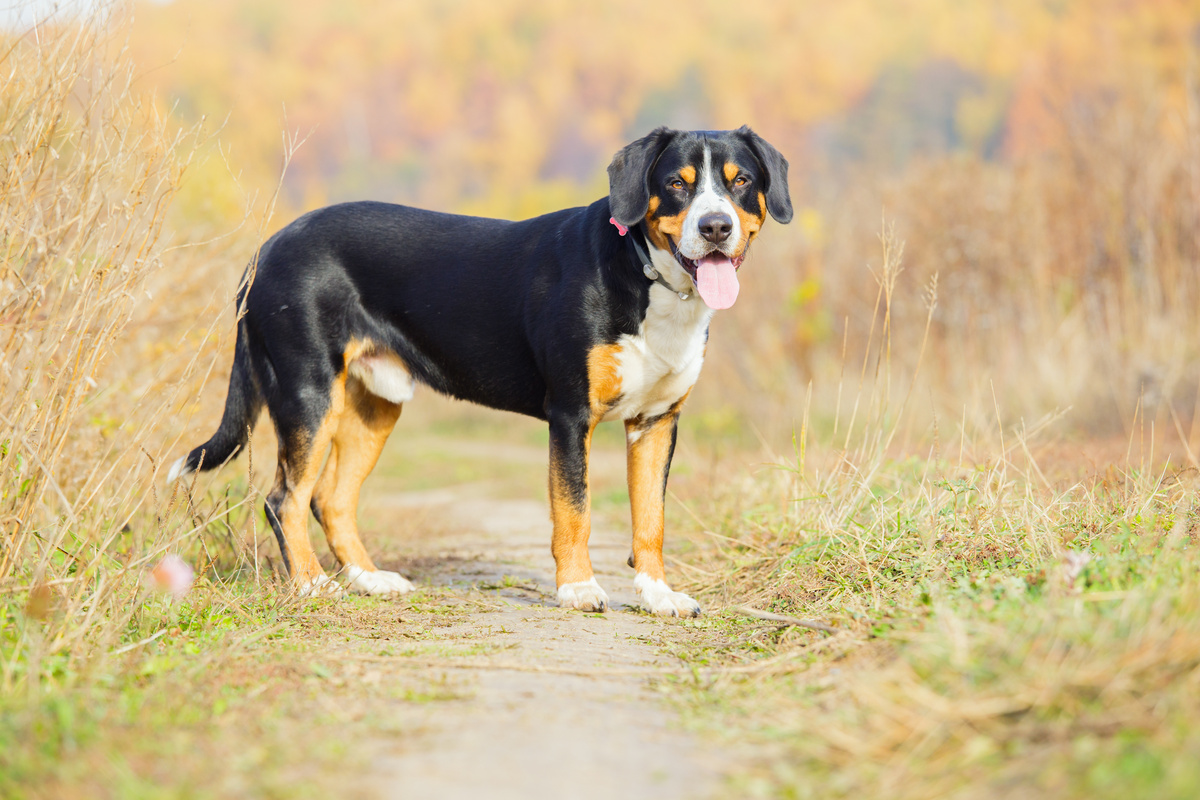 Entlebucher Sennenhund Portrait