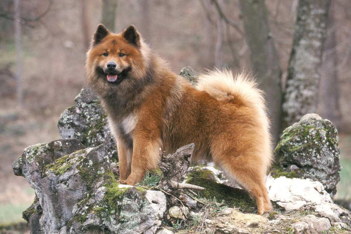 Eurasier Teaserbild