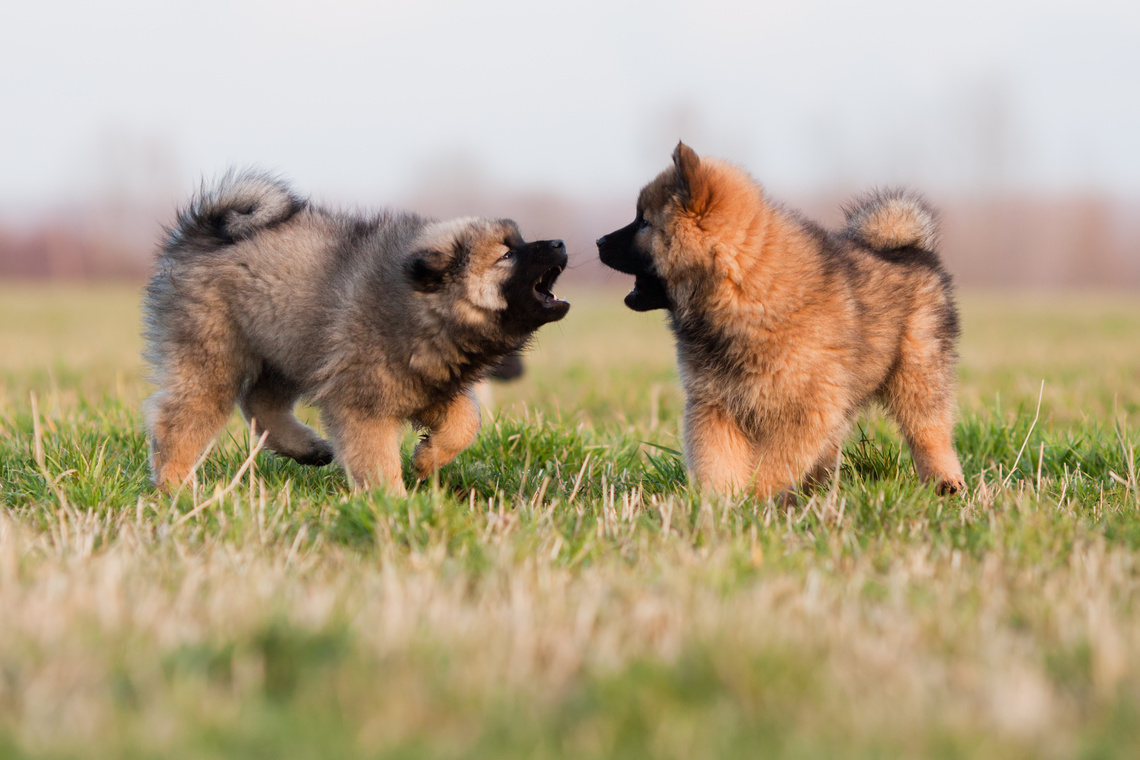 Zwei Eurasier-Welpen spielen auf einer Wiese