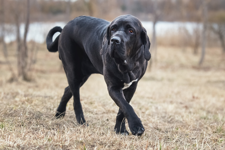 Fila_Brasileiro_Bewegung