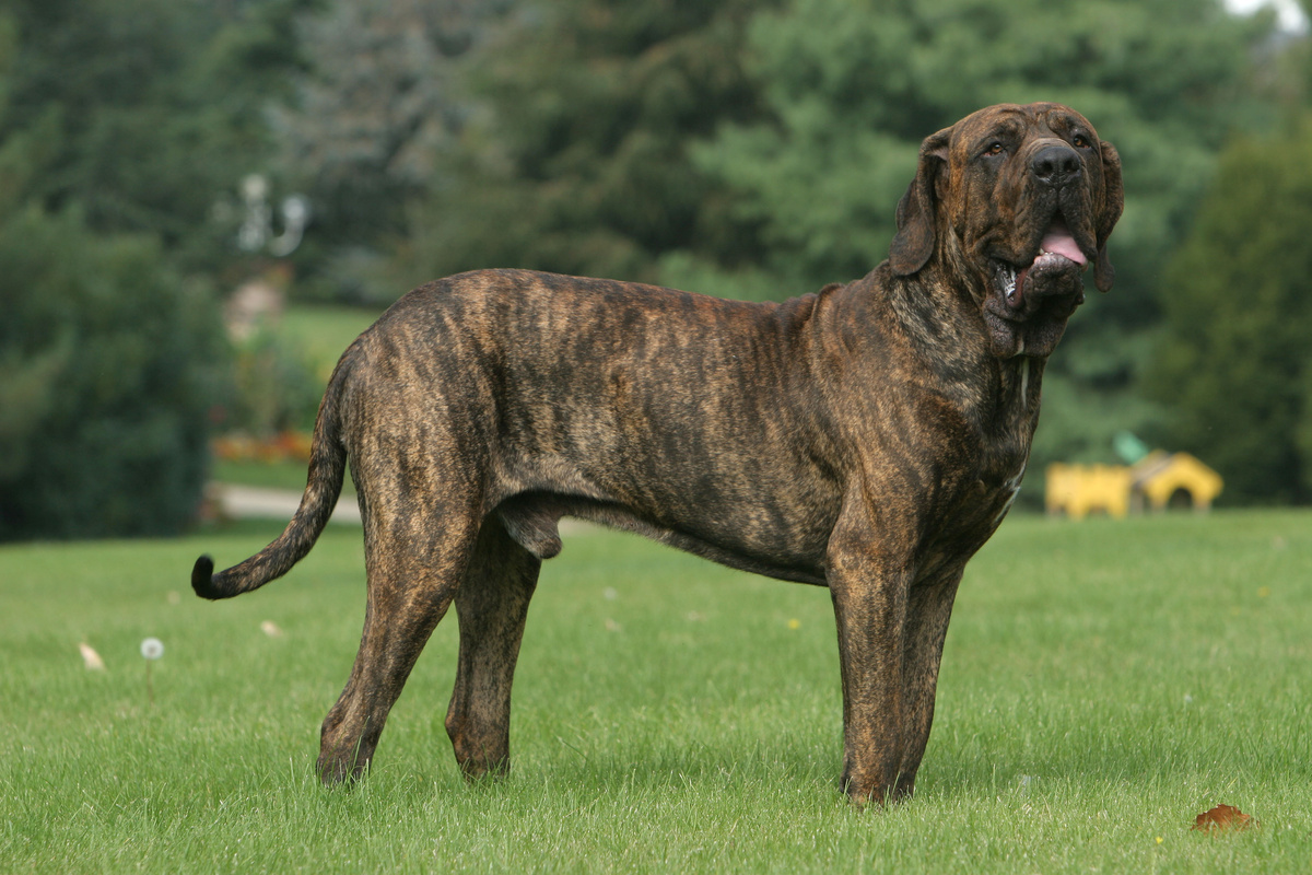 Fila_Brasileiro_ Portrait