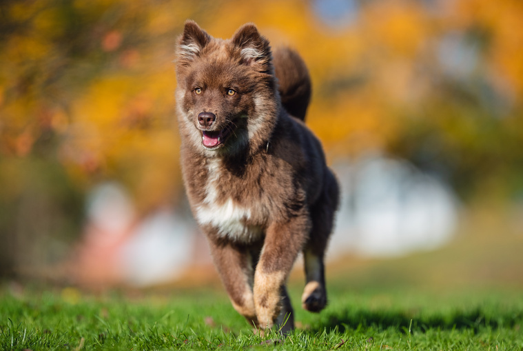 Finnischer_Lapphund_in_Bewegung