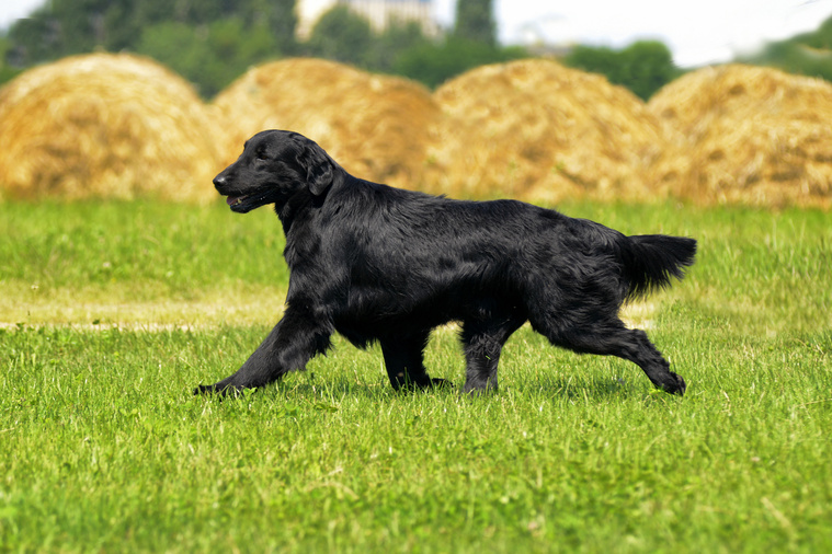 Schwarzer Flat Coated Retriever in Bewegung