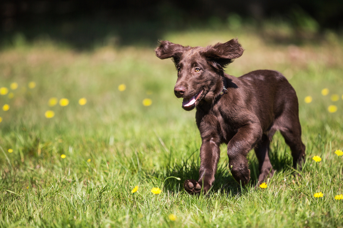 Flat Coated Retriever Welpe