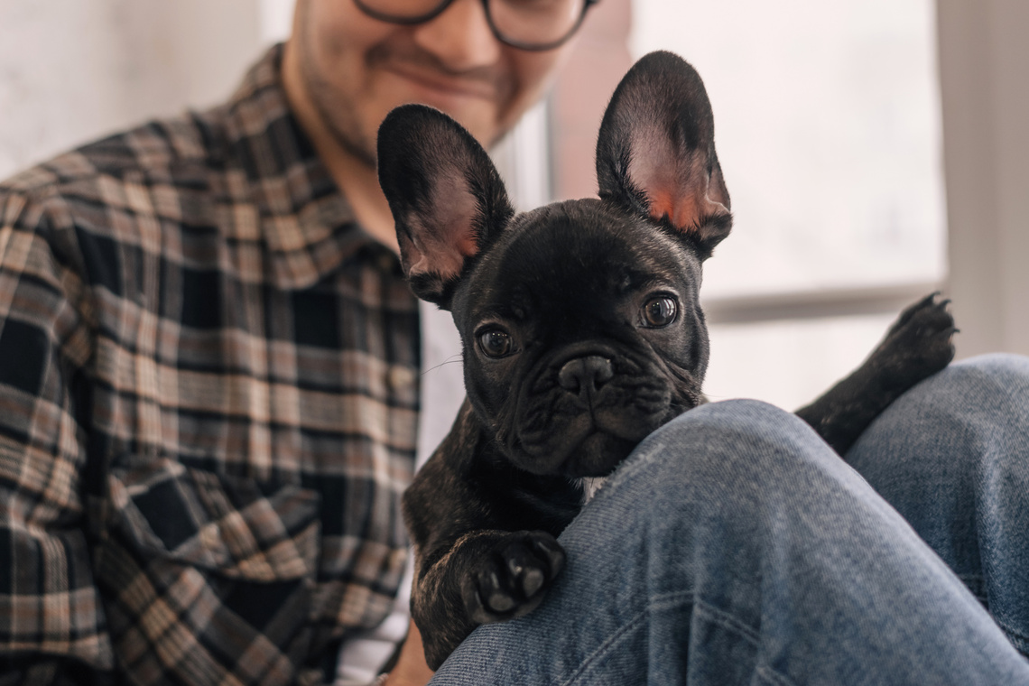 Französische Bulldogge Welpe