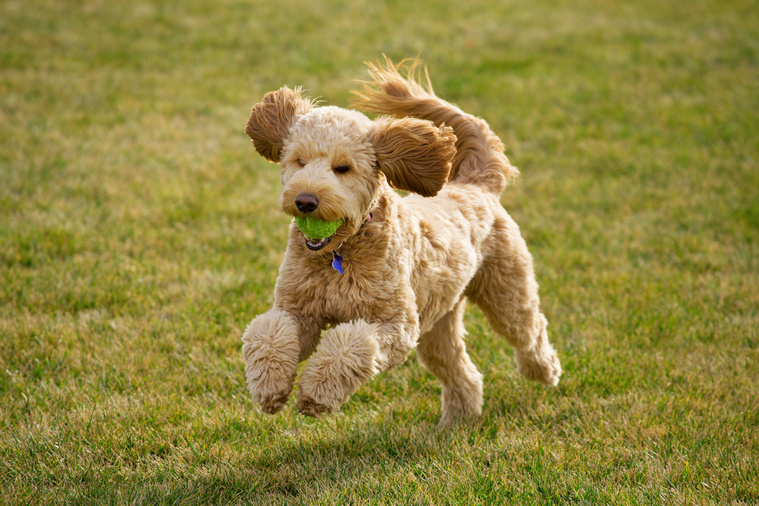 Goldendoodle_in_Bewegung