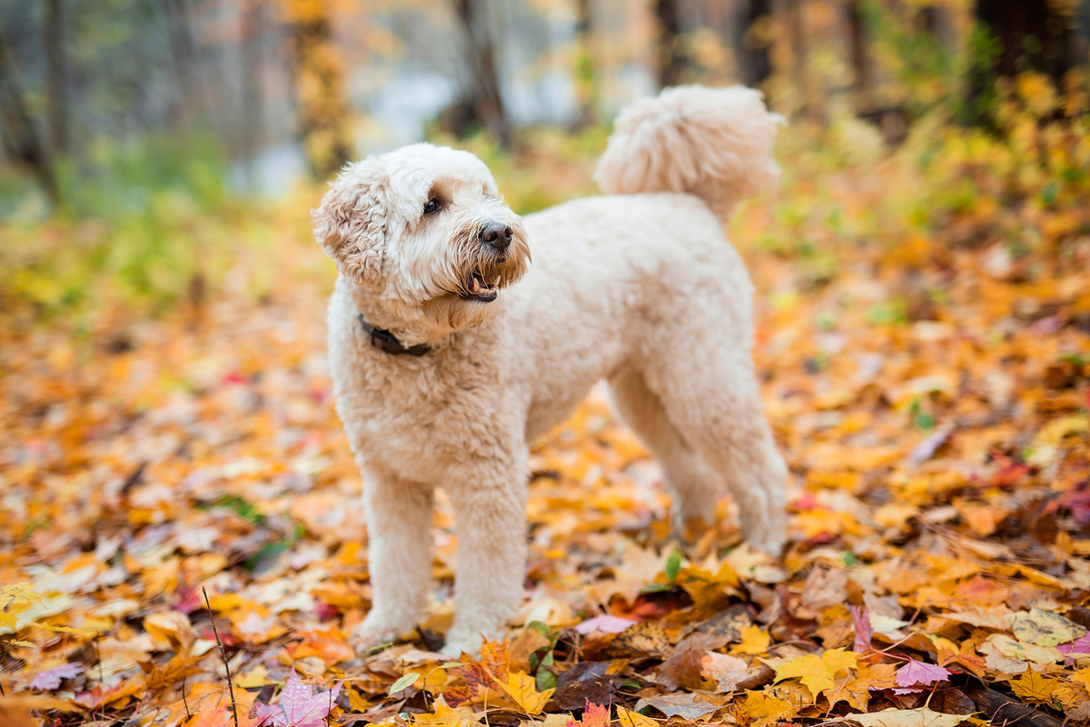 Goldendoodle_Portrait