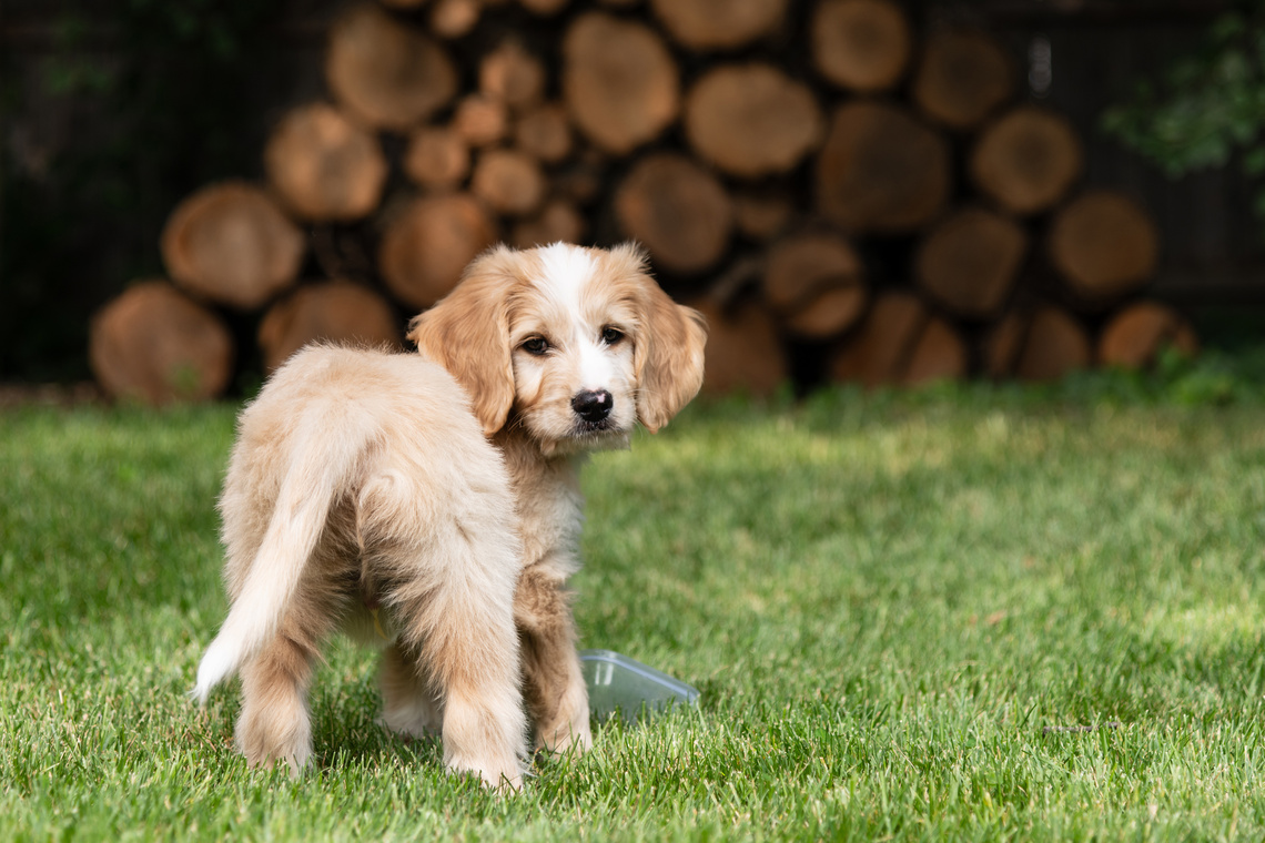 Goldendoodle_Welpe