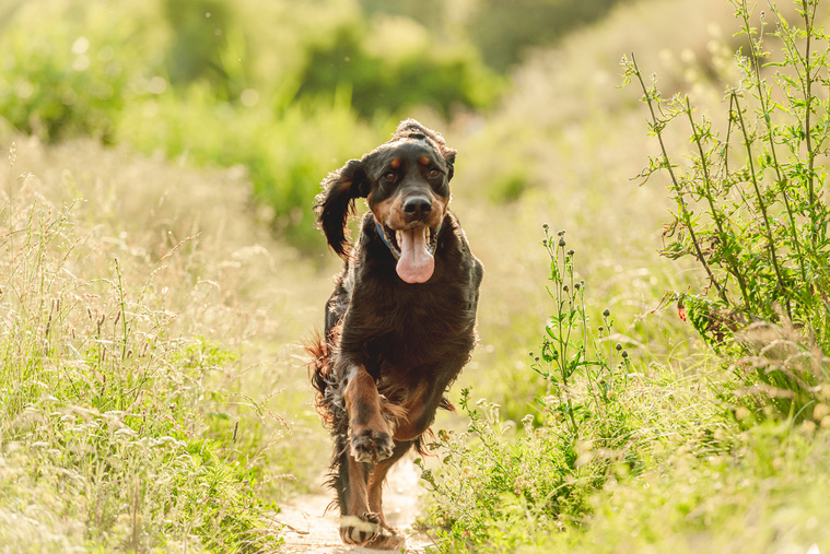 Gordon Setter in Bewegung