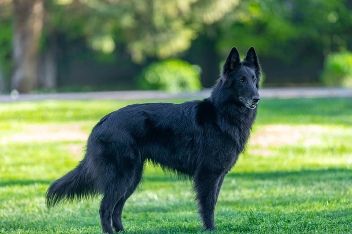 Groenendael_Portrait