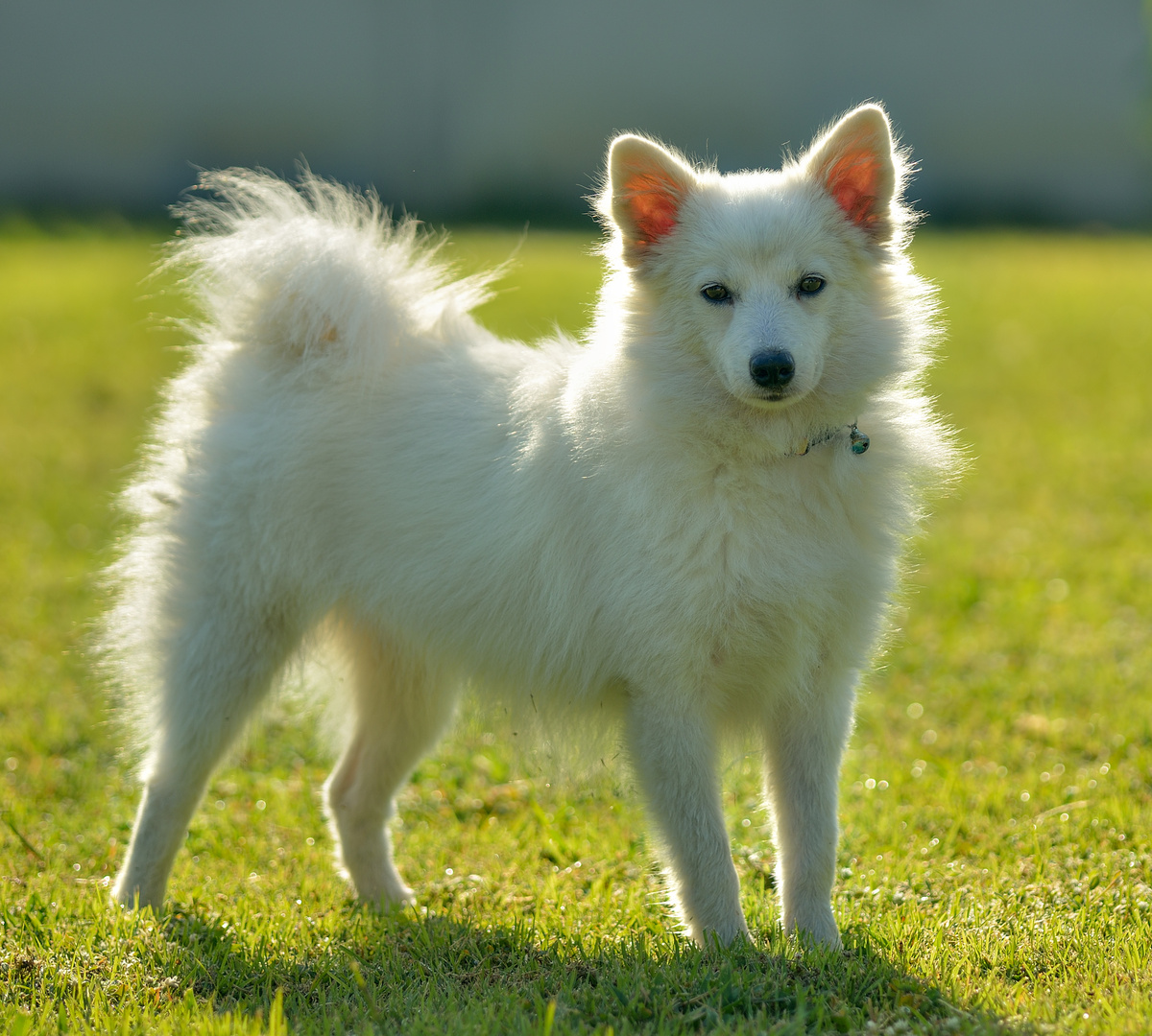 Großspitz_Portrait