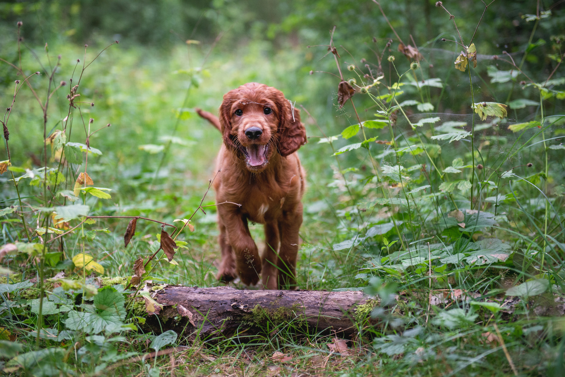 Irish_Red_Setter_als_Welpe