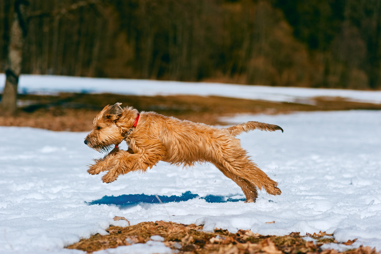 Irish_Soft_Coated_Wheaten_Terrier_in_Bewegung