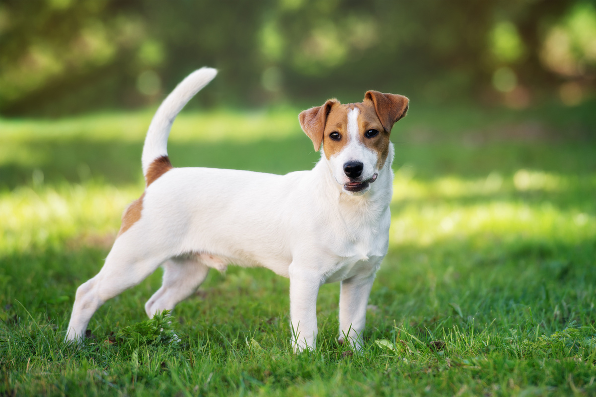 Jack Russel Seitenportrait