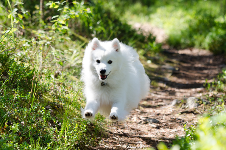 Japan-Spitz_in_Bewegung