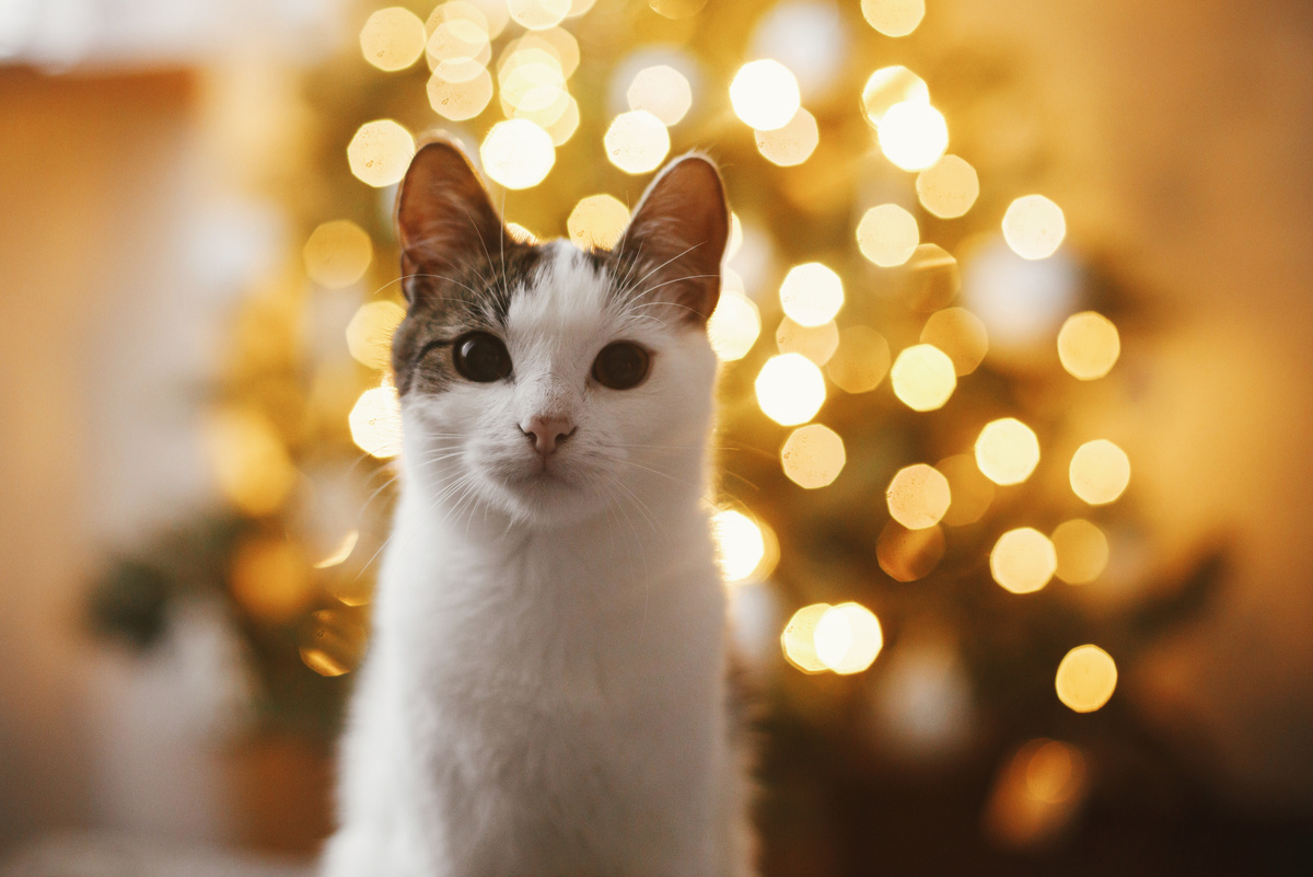 Katzen in Weihnachten