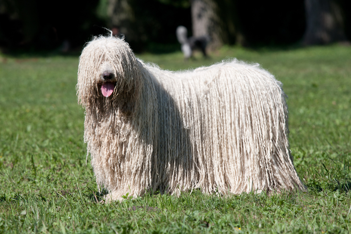 Komondor_Portrait