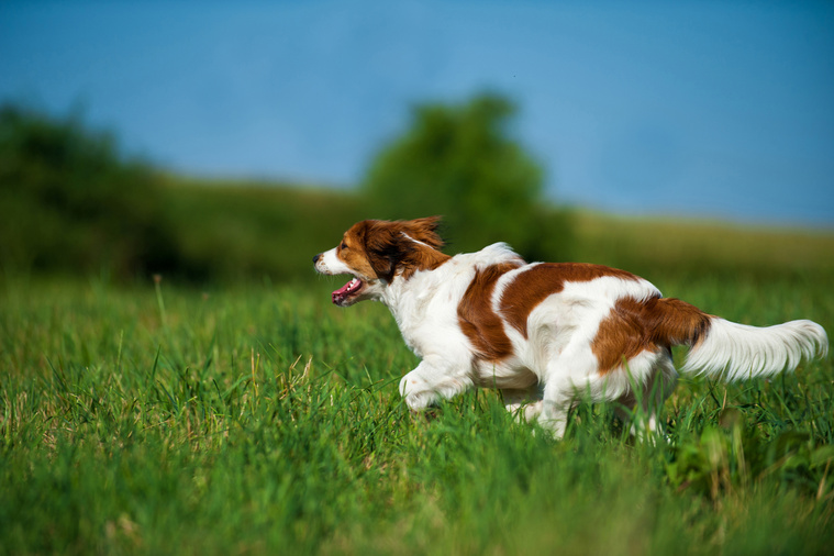 Kooikerhondje in Bewegung