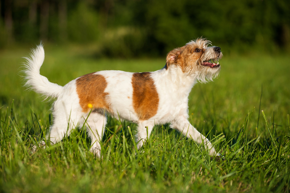 Kromfohrländer_Portrait