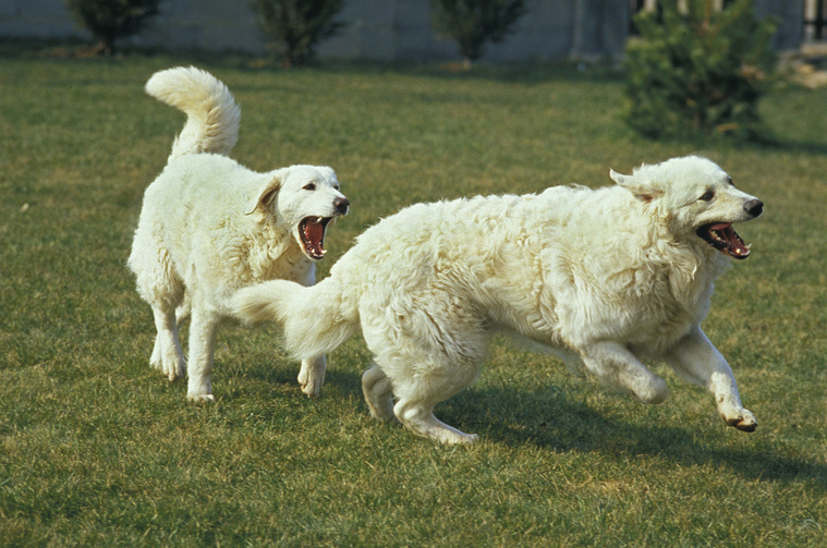 Kuvasz_in_Bewegung