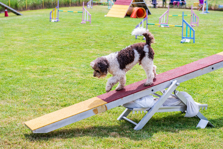 Lagotto_Romagnolo_in_Bewegung