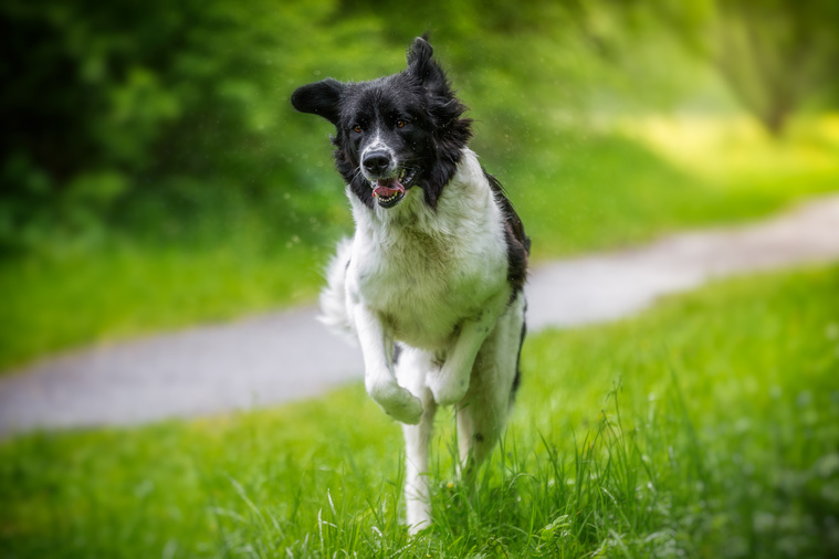 Landseer_in_Bewegung