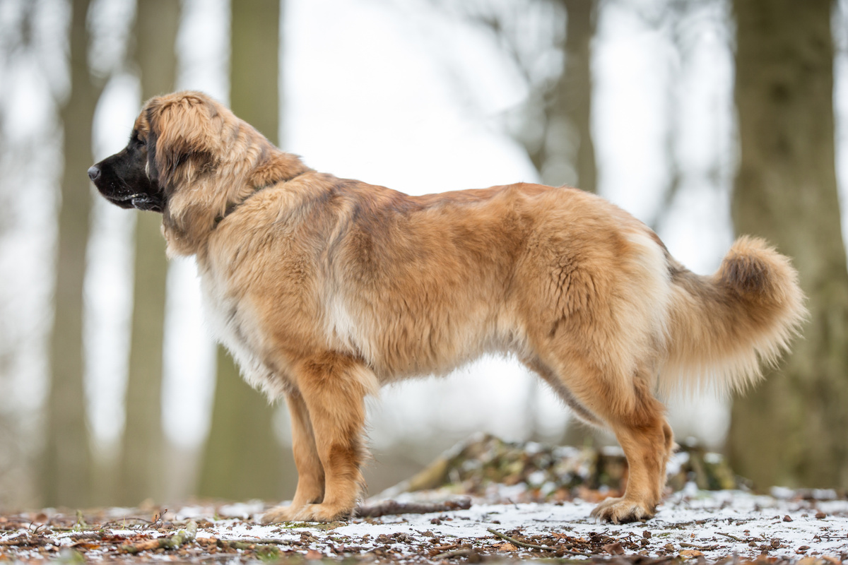 Leonberger Seitenportrait