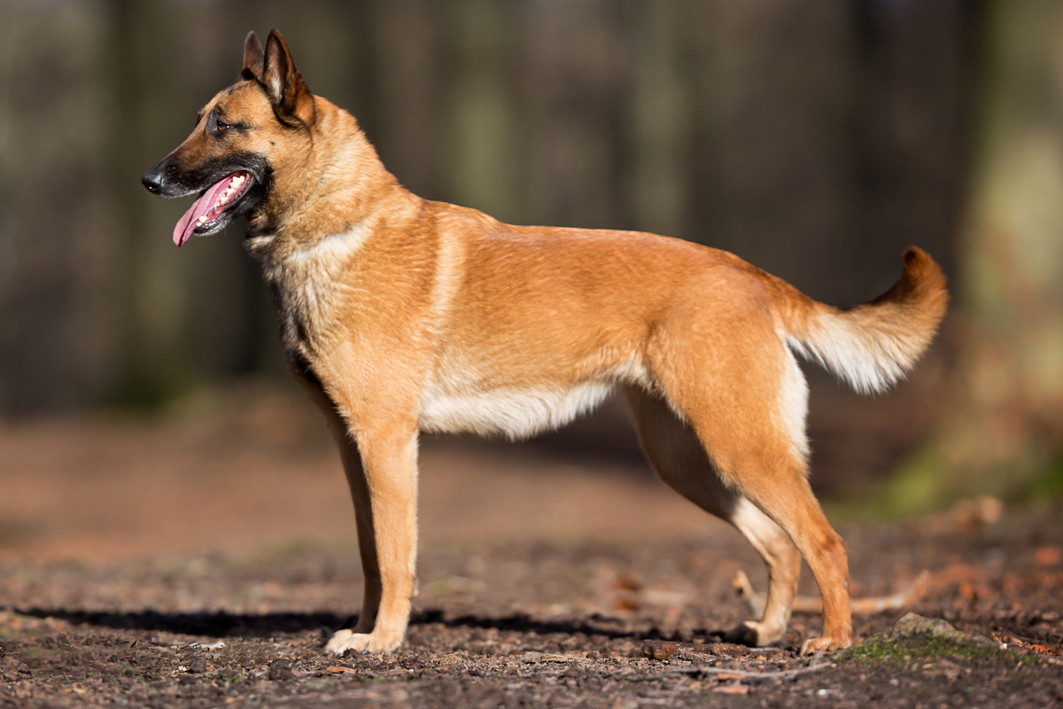 Malinois Seitenportrait