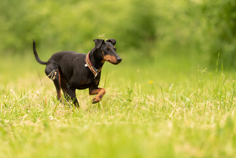 Manchester_Terrier_in_Bewegung