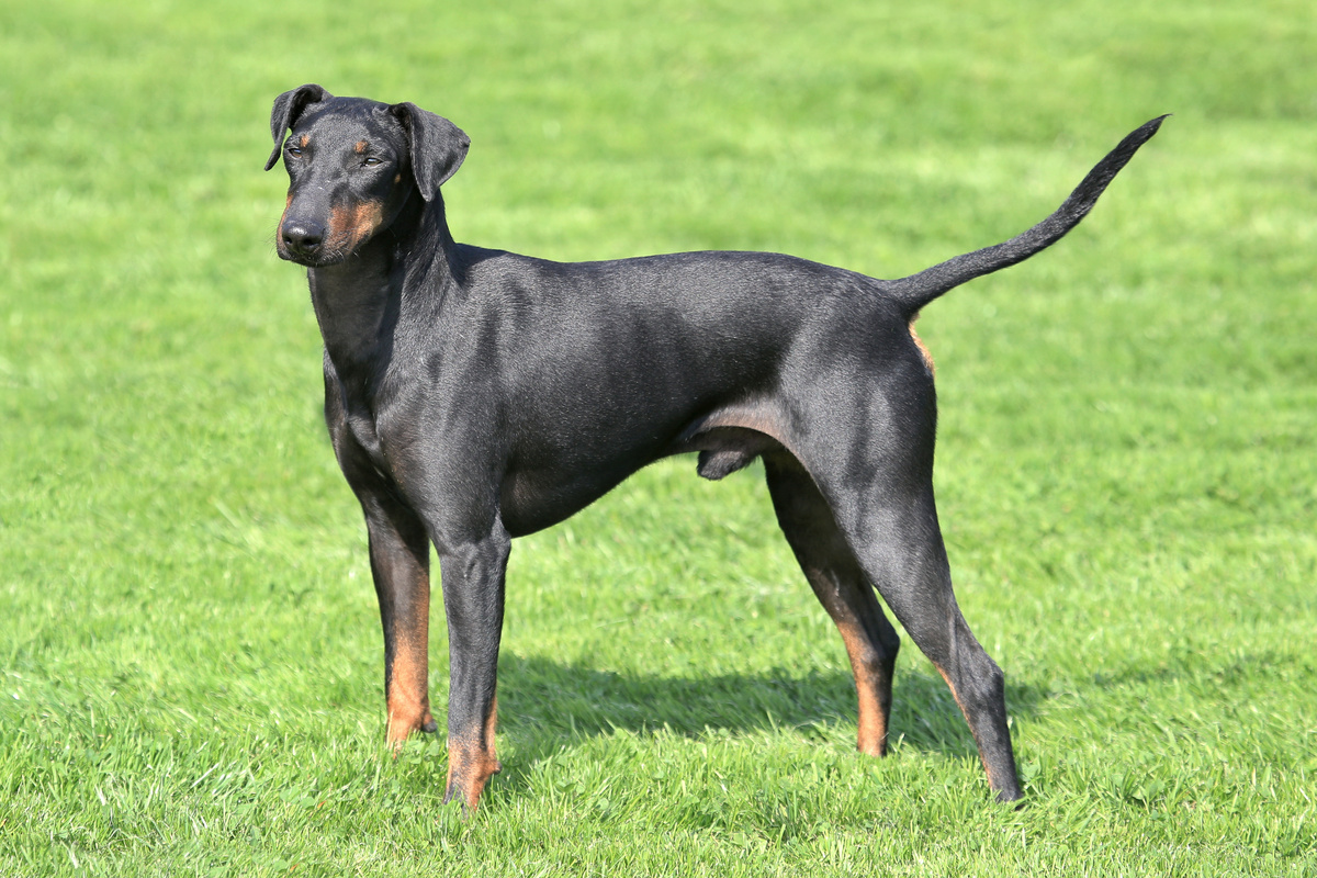 Manchester_Terrier_Portrait