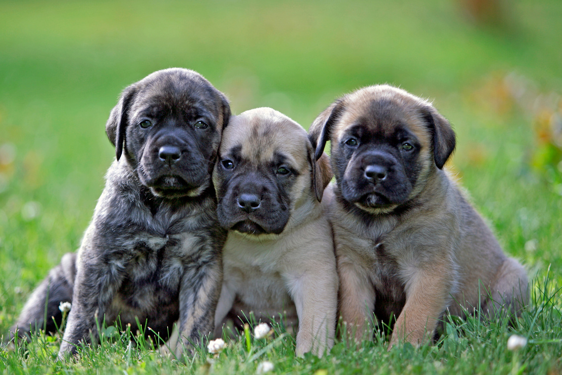 3 Mastiff-Welpen