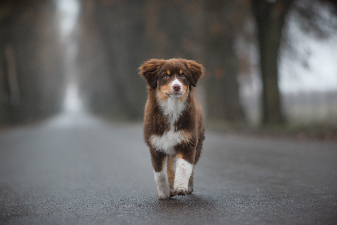 Miniature_American_Shepherd_Welpe