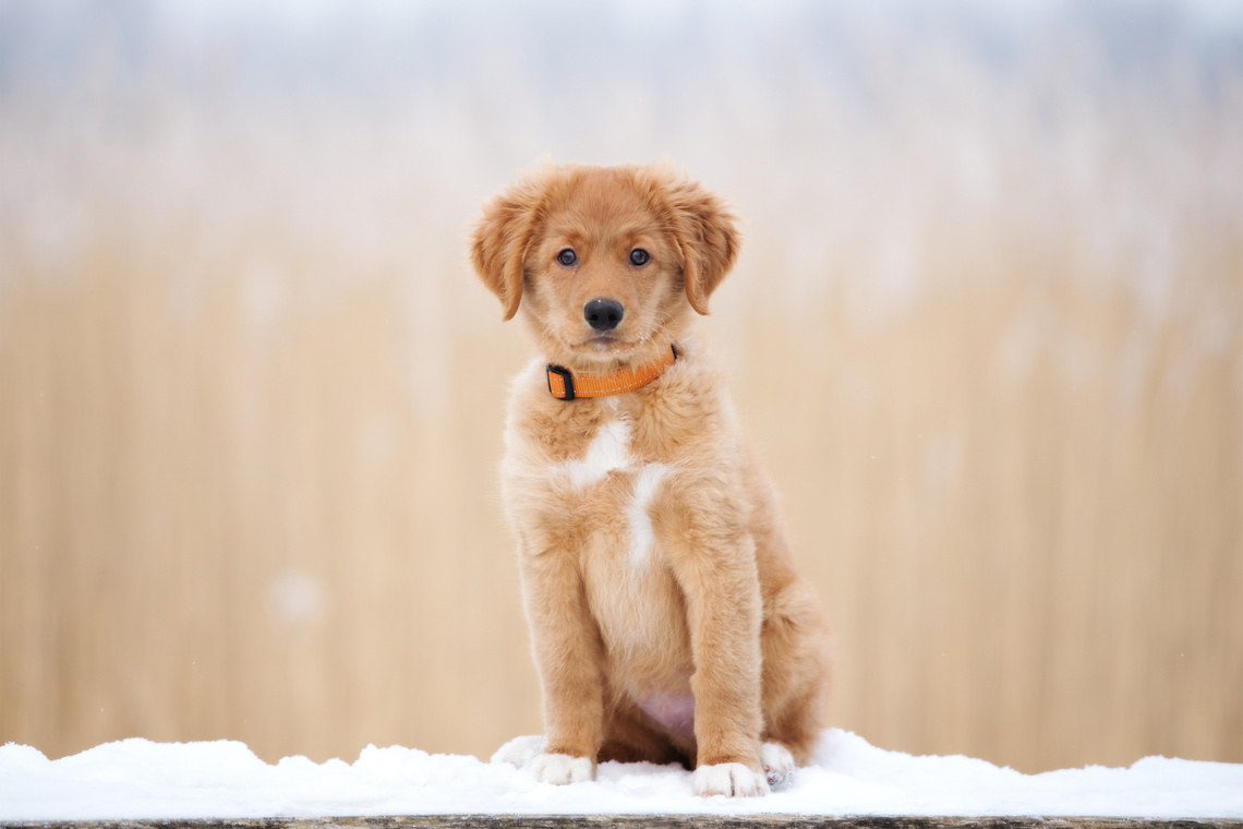 Nova Scotia Duck Tolling Retriever Welpe