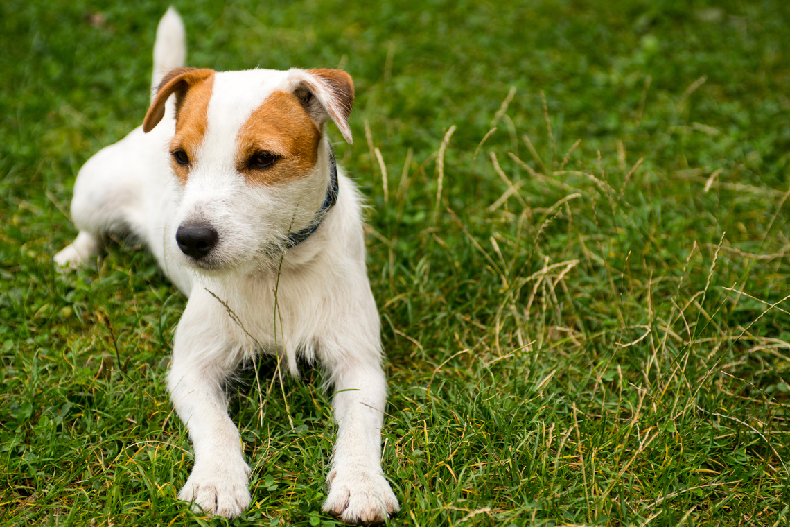 Parson Russell Terrier als Welpe