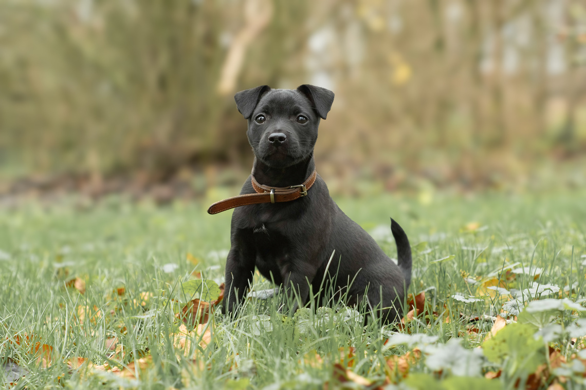 Patterdale_Terrier_Welpe